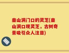 韭山洞门口的灵芝(韭山洞口现灵芝，古树奇景吸引众人注目)