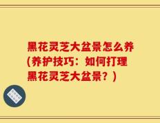 黑花灵芝大盆景怎么养(养护技巧：如何打理黑花灵芝大盆景？)