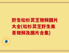 野生松杉灵芝视频图片大全(松杉灵芝野生美景视频及图片合集)