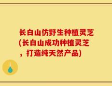 长白山仿野生种植灵芝(长白山成功种植灵芝，打造纯天然产品)