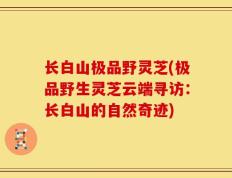 长白山极品野灵芝(极品野生灵芝云端寻访：长白山的自然奇迹)