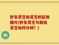 野生灵芝和灵芝的区别图片(野生灵芝与栽培灵芝如何分辨？)