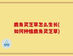 鹿角灵芝草怎么生长(如何种植鹿角灵芝草)
