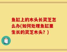 鱼缸上的木头长灵芝怎么办(如何处理鱼缸里生长的灵芝木头？)
