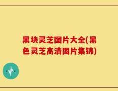黑块灵芝图片大全(黑色灵芝高清图片集锦)