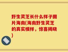 野生灵芝长什么样子图片海南(海南野生灵芝的真实模样，惊喜揭晓)