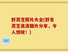 野灵芝照片大全(野生灵芝高清图片分享，令人惊叹！)