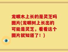 龙眼木上长的是灵芝吗图片(龙眼树上长出的可能是灵芝，看看这个图片就知道了！)