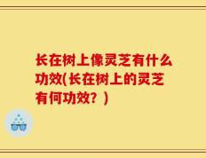 长在树上像灵芝有什么功效(长在树上的灵芝有何功效？)