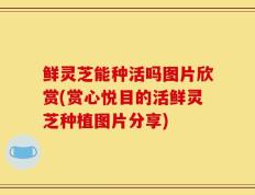 鲜灵芝能种活吗图片欣赏(赏心悦目的活鲜灵芝种植图片分享)