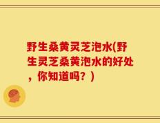 野生桑黄灵芝泡水(野生灵芝桑黄泡水的好处，你知道吗？)