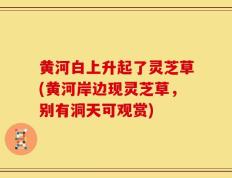 黄河白上升起了灵芝草(黄河岸边现灵芝草，别有洞天可观赏)