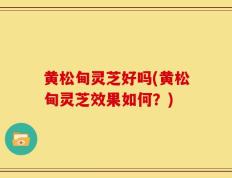 黄松甸灵芝好吗(黄松甸灵芝效果如何？)