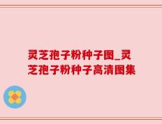 灵芝孢子粉种子图_灵芝孢子粉种子高清图集