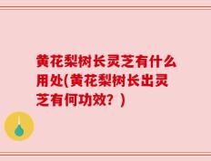 黄花梨树长灵芝有什么用处(黄花梨树长出灵芝有何功效？)