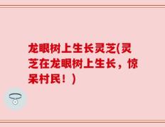 龙眼树上生长灵芝(灵芝在龙眼树上生长，惊呆村民！)