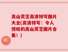 高山灵芝高清特写图片大全(高清特写：令人惊叹的高山灵芝图片合集！)