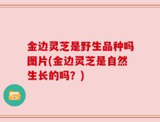 金边灵芝是野生品种吗图片(金边灵芝是自然生长的吗？)