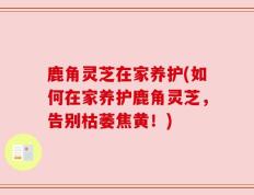 鹿角灵芝在家养护(如何在家养护鹿角灵芝，告别枯萎焦黄！)