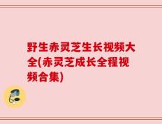 野生赤灵芝生长视频大全(赤灵芝成长全程视频合集)