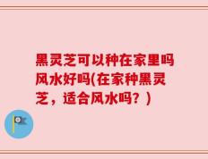 黑灵芝可以种在家里吗风水好吗(在家种黑灵芝，适合风水吗？)