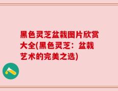黑色灵芝盆栽图片欣赏大全(黑色灵芝：盆栽艺术的完美之选)