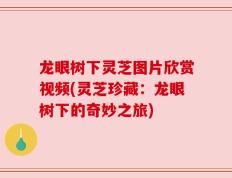 龙眼树下灵芝图片欣赏视频(灵芝珍藏：龙眼树下的奇妙之旅)