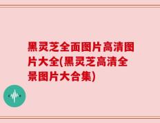 黑灵芝全面图片高清图片大全(黑灵芝高清全景图片大合集)