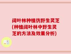 阔叶林种植仿野生灵芝(种植阔叶林中野生灵芝的方法及效果分析)