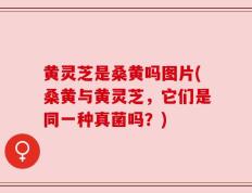 黄灵芝是桑黄吗图片(桑黄与黄灵芝，它们是同一种真菌吗？)
