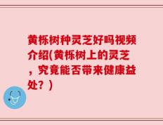 黄栎树种灵芝好吗视频介绍(黄栎树上的灵芝，究竟能否带来健康益处？)