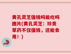 黄孔灵芝值钱吗能吃吗图片(黄孔灵芝：珍贵草药不仅值钱，还能食用！)