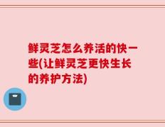鲜灵芝怎么养活的快一些(让鲜灵芝更快生长的养护方法)