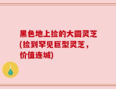 黑色地上捡的大圆灵芝(捡到罕见巨型灵芝，价值连城)