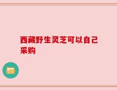 西藏野生灵芝可以自己采购