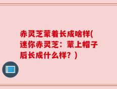 赤灵芝蒙着长成啥样(迷你赤灵芝：蒙上帽子后长成什么样？)