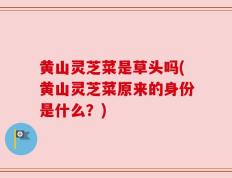 黄山灵芝菜是草头吗(黄山灵芝菜原来的身份是什么？)