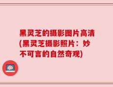 黑灵芝的摄影图片高清(黑灵芝摄影照片：妙不可言的自然奇观)