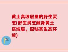 黄土高坡层里的野生灵芝(野生灵芝藏身黄土高坡层，探秘其生态环境)
