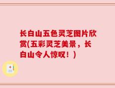 长白山五色灵芝图片欣赏(五彩灵芝美景，长白山令人惊叹！)