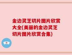 金边灵芝切片图片欣赏大全(美丽的金边灵芝切片图片欣赏合集)