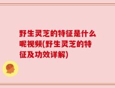 野生灵芝的特征是什么呢视频(野生灵芝的特征及功效详解)