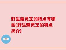 野生藏灵芝的特点有哪些(野生藏灵芝的特点简介)