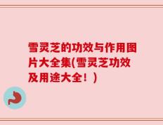 雪灵芝的功效与作用图片大全集(雪灵芝功效及用途大全！)