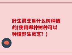 野生灵芝用什么树种植的(使用哪种树种可以种植野生灵芝？)