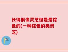 长得很像灵芝但是是棕色的(一种棕色的类灵芝)