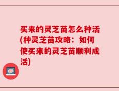 买来的灵芝苗怎么种活(种灵芝苗攻略：如何使买来的灵芝苗顺利成活)