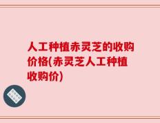 人工种植赤灵芝的收购价格(赤灵芝人工种植收购价)