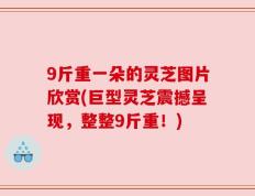9斤重一朵的灵芝图片欣赏(巨型灵芝震撼呈现，整整9斤重！)
