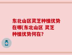 东北山区灵芝种植优势在哪(东北山区 灵芝种植优势何在？